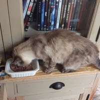 photo de livraison pour Vallée des Chats