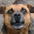 photo animal