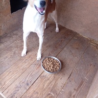 photo de livraison pour Viata Animalelor