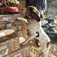 photo de livraison pour Les Chatoyants