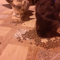photo de livraison pour Help Adopt Moroccan Animals