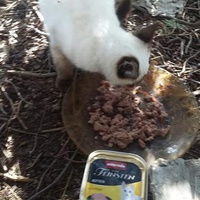 photo de livraison pour Les Chats-Pitresdelavi-Ste