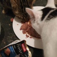 photo de livraison pour Les Pattounes de l'Espoir