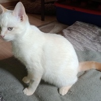 photo de livraison pour Cosette