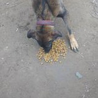 photo de livraison pour P.U.Ž. pomoć ugroženim životinjama Vel Gradište