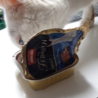 photo de livraison pour Les Chats'nonymes