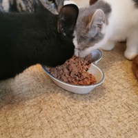 photo de livraison pour Les Chats Libres de Joinville