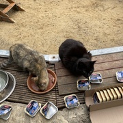 photo de livraison pour Les Chats Perchés de Mirmande