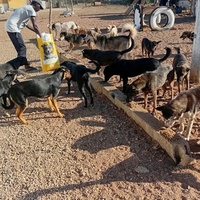 photo de livraison pour Comme Chiens et Chats Maroc