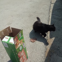 photo de livraison pour Les chats Port-Saint-Louisiens
