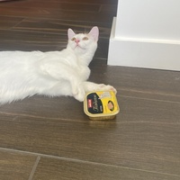 photo de livraison pour Cosa Animalia