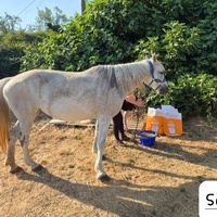 photo de livraison pour La Retraite des Chevaux des Causses
