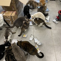 photo de livraison pour SADF (Sauvetage des animaux domestiques de France)