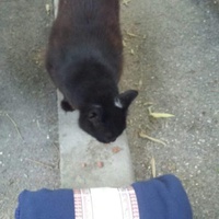 photo de livraison pour Les Chats-Pitresdelavi-Ste