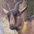 photo animal