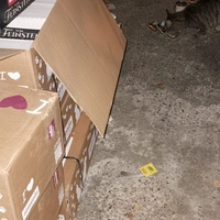 photo de livraison pour Les Chats de Dugny