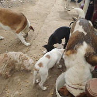 photo de livraison pour For the Strays - Paws of Greece