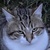 photo animal