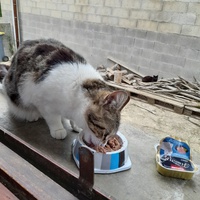photo de livraison pour Cat Miaou