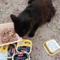 photo de livraison pour Les Chats-Pitresdelavi-Ste