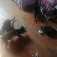 photo de livraison pour Les Buddy Chats
