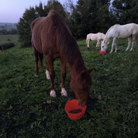 photo de livraison pour Les Crinières de Salherm