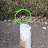 photo de livraison pour L'Arche de Noé