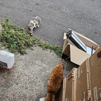 photo de livraison pour Les Chats de Dugny