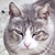 photo animal