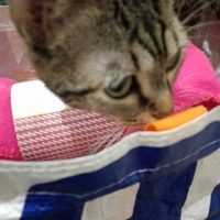 photo de livraison pour Chat Ami pour la Vie
