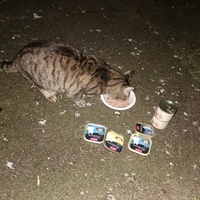 photo de livraison pour Les Chats de Dugny