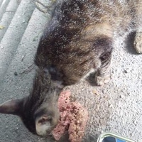 photo de livraison pour Les Chats-Pitresdelavi-Ste