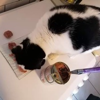 photo de livraison pour Chat Suffit a.sb.l.