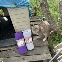 photo de livraison pour Les chats Port-Saint-Louisiens