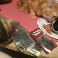 photo de livraison pour Les Pattounes de l'Espoir