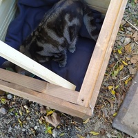 photo de livraison pour Les Chats Libres de la Canterrane
