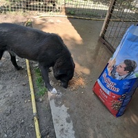 photo de livraison pour Azil za pse"Poslednja oaza"