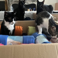 photo de livraison pour Association C.A.T.S. Chat Animal Terrien Solidarité