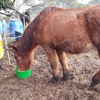 photo de livraison pour Association hippique du Caroux