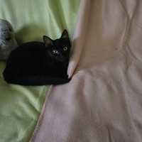 photo de livraison pour Rohini et Compagnie