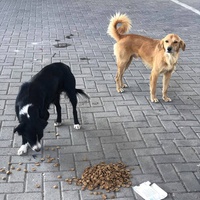 photo de livraison pour Mira Shorak Assante Di Capillo