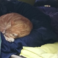 photo de livraison pour Les Chats Perchés de Mirmande