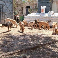 photo de livraison pour Help Adopt Moroccan Animals