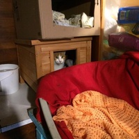 photo de livraison pour Les chats de chez nous