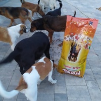 photo de livraison pour Beta Zajecar