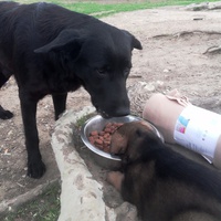 photo de livraison pour Help Doggy