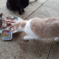 photo de livraison pour Chats errants du val du crenu