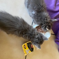 photo de livraison pour Collectif Sauvetage Chatons