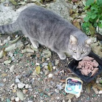 photo de livraison pour Les Chats-Pitresdelavi-Ste