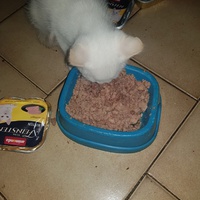 photo de livraison pour Des Cœurs pour les Pattes du 93